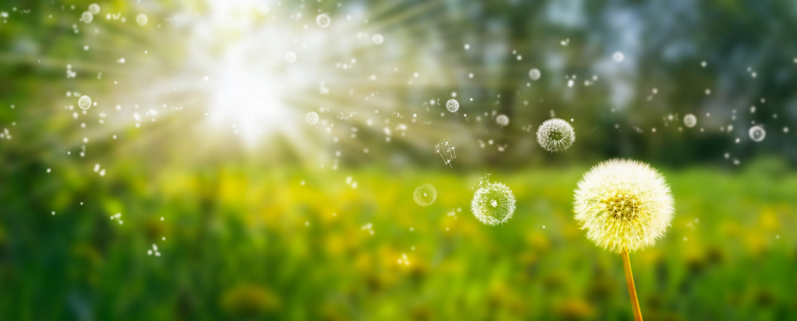 Sommerwiese mit Pusteblume - Männerdialoge