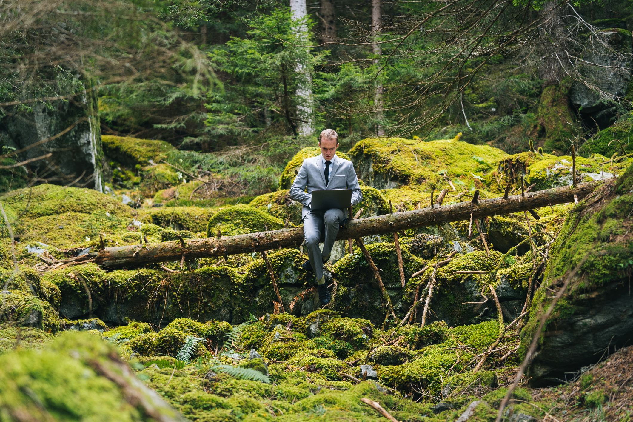 Mann im Anzug sitzt mit Notebook im Wald auf einem umgestürzten Baum.